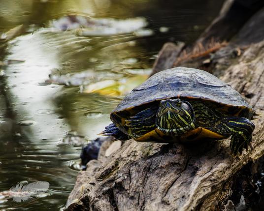 A close-up photo of a turtle on a log by the water, showing a red stripe on its head and yellow stripes on its green shell and skin.