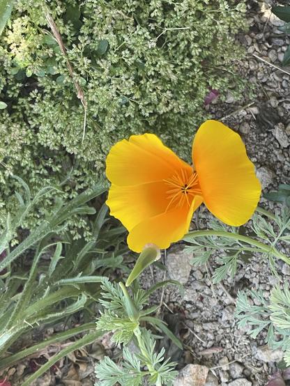 A California poppy has popped up amidst an untended “weedy” patch in front of our house.