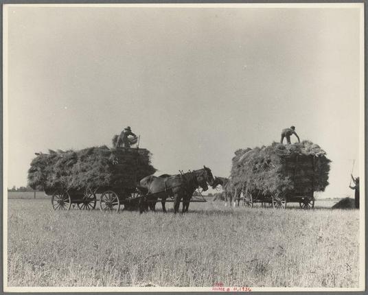 The image depicts a historical scene of agricultural labor, captured in black and white. It shows two horse-drawn wagons loaded with hay bales on an expansive field. Each wagon is being pulled by one large brown draft horse. On top of the first wagon, there's a person crouched down, possibly arranging or stabilizing the load. The second individual stands atop the second wagon and appears to be doing similar work. Both individuals are wearing hats and casual clothing typical for manual labor in that era.

The field around them is covered with dry grasses, indicating it might have been recently harvested from this same area. There's a clear sky above without any visible clouds or birds, suggesting fair weather during the time of harvest. The overall scene conveys a sense of rural life and hard work associated with farming in America during that period.

The photo has text at the bottom left corner indicating "Horse & Cart: Farm Work," and it is marked as part of Dorothea Lange's collection, taken on July 15th, 1936. The image provides a glimpse into mid-20th-century American agriculture through the lens of one of America’s most significant photographers.

Additional information about this specific photograph can be found at https://images.loener.nl/DorotheaLange/full/6483/648327f2ba25398d907dd66e.jpg, where it is documented as part of Dorothea Lange's works.