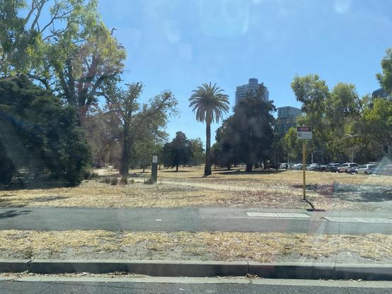 A sunny park scene featuring trees, including a palm tree, with a glimpse of nearby buildings in the background. There is a sign labeled "DANGER" near a vacant area, along with a line of parked cars along the street. The grass is thin and yellow, having been patched by summer sun and due to low rainfall.