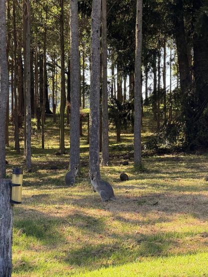 A female and her daughter sit in the forest. Near them is a large bunya pine cone.