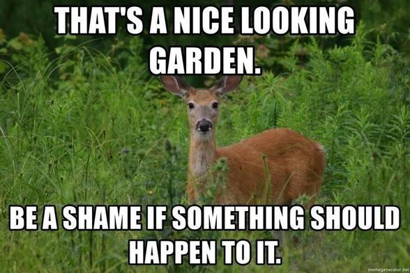 A photograph showing a deer looking toward the camera with the added caption, "That's a nice looking garden. Be a shame if something should happen to it."