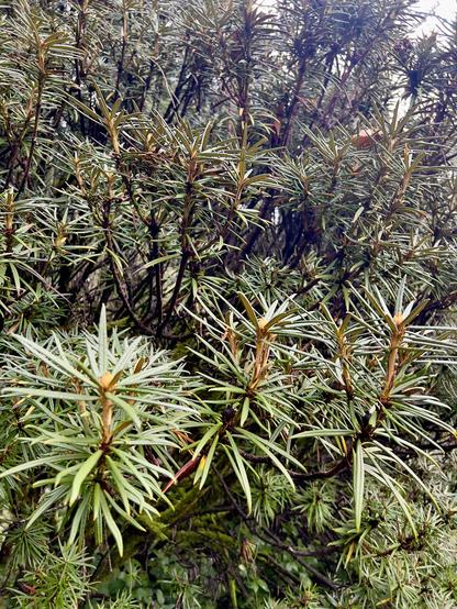 Side view of a very large and unruly shrub with sprays of very long almost needle-like foliage, evergreen and waxy. The arch spray of leaves is held like a bottle brush in the end of a long curving woody stem.
