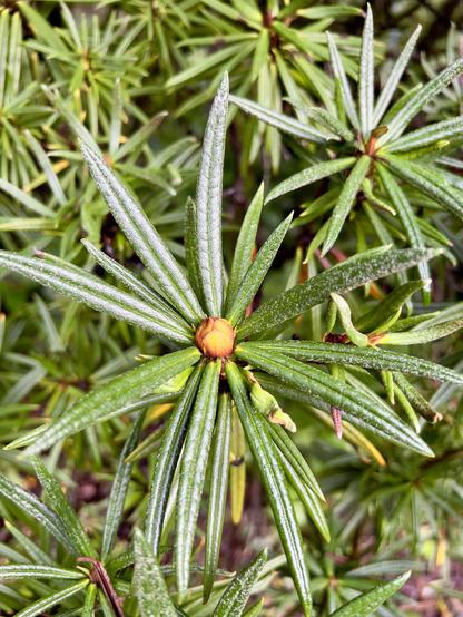 Closeup of the foliage of the shrub in previous photo. The leaves are like oversized rosemary leaves in shape and have slight white fuzzy indumentum even on the upper sides. In the center of the spray is a fat orangish flower bud.