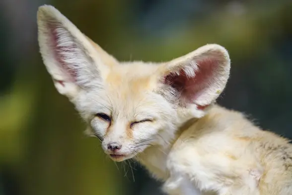 A fennec fox looking like we just woke them up and brain is not quite yet processing all inputs.