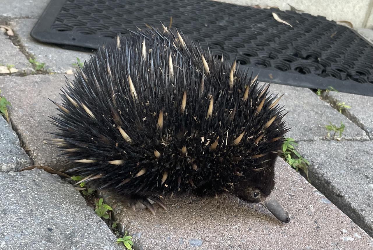 An echidna on on paving searches for ants to eat. A little round body covered in black spines dotted with single blond spines. It’s exploring with its long nose and tiny round eyes.