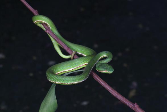 Trimeresurus lii in life, paratype, male.