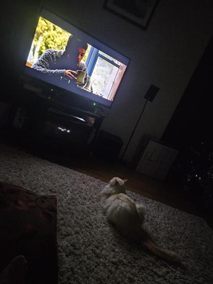 A photo of the TV, showing Ethan Hawke's character from Sinister drinking a cup of coffee.

In the foreground is Osiris, a white fluffy ragdoll cat. He's contentedly staring up at the TV as though he's watching the movie with us.