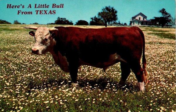 The image is a color postcard showing a bull standing in an open pasture. The bull is centered and shown in full side view, facing left. It has a broad body, short legs, and curved horns. Its coloring appears dark brown or reddish-brown with lighter areas on the face and lower legs. The animal is standing calmly on grass dotted with many small white flowers.

The background shows a rural Texas landscape. The pasture extends into the distance with gently rolling ground. Several medium-sized trees are scattered across the field. Near the horizon, slightly right of center, there is a small farmhouse or ranch-style building with a pitched roof.

The sky is clear and bright blue, suggesting a sunny day.
In the upper left corner of the postcard, red text reads: “Here’s A Little Bull From TEXAS”, with “TEXAS” emphasized in capital letters. The overall image presents a stereotypical rural Texas scene focused on livestock and open land.