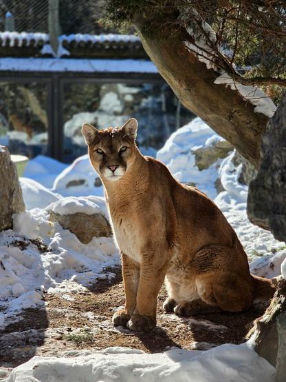 The image depicts a solitary puma cat sitting in a snow-covered area, with its front paws on a pile of snow and its hind legs stretched out in front of it. The cat's gaze is directed towards the camera, creating an intriguing atmosphere. The snowy landscape in the background adds to the overall wintry scene.
