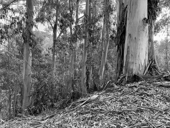 Black and white image of a eucalyptus grove. All the trees but one have thinner trunks, but the one is quite large. They are on a slight hill with so much bark at the base that you wonder if the hill is all bark! This is on the perimeter trail on Cerro San Luis Obispo mountain in San Luis Obispo, California