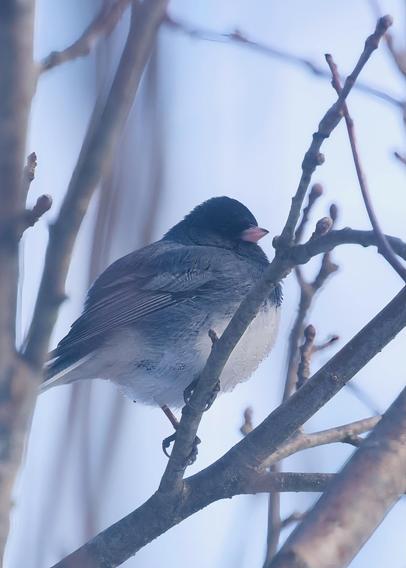 Dark-eyed junco in an apple tree