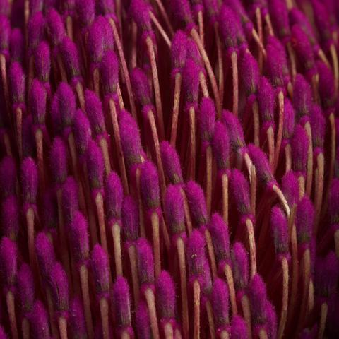 A close up of a Banksia Speciosa.