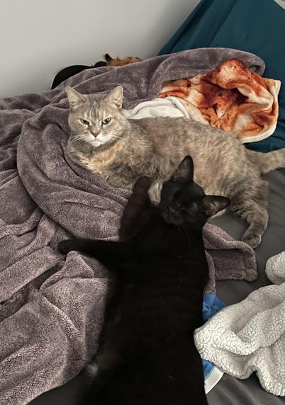 A photo of two cats laying on a bed in a bunch of blankets. The calico cat has dramatically slanted eyes looking like furrowed brows plus a frowny face.