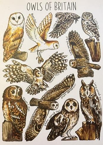 Photograph of a postcard, showing the five native owls of Britain. Each is shown twice, once in flight and once perched. The artist is Alexia Claire who can be found on Etsy.
