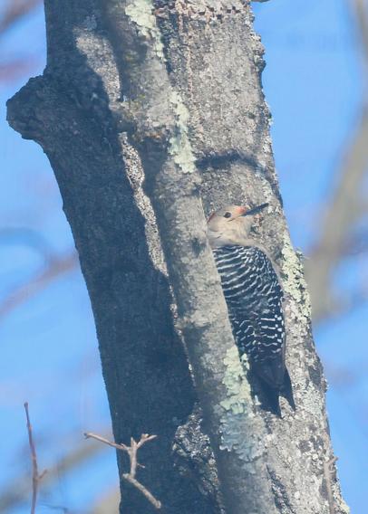 Female red-bellied woodpecker on a maple tree.