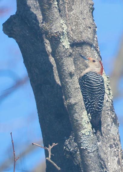 Female red-bellied woodpecker on a maple tree.