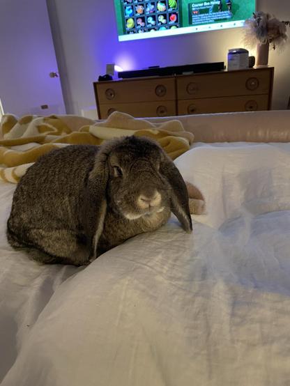 Matilda the bunny sitting on my bed, with her head turned to the side to look at me