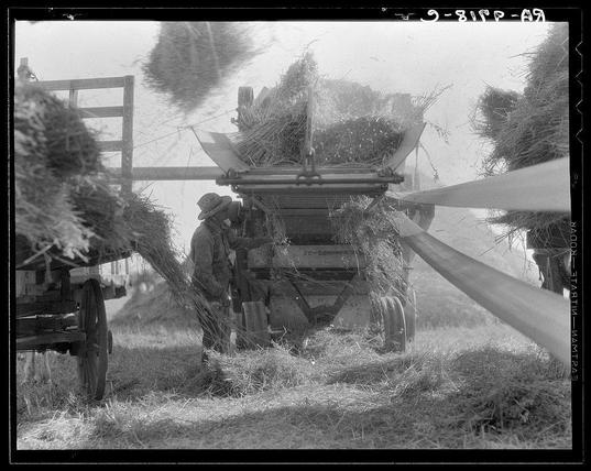 The image depicts a historical agricultural scene involving the threshing of oats. A person, presumably male and dressed in period-appropriate attire including a hat, is operating machinery that hurls sheaves of harvested oats into the air for separation from chaff or other debris. The machine appears to be an early model with wooden components, reflecting the industrial tools used during that era.

The setting looks rural, likely on farmland south of Indianapolis in Clayton, Indiana, as mentioned in a source reference at the bottom right corner of the image. This black and white photograph captures the essence of agricultural labor from past times when manual machinery was common for processing crops like oats into usable grain or fodder.