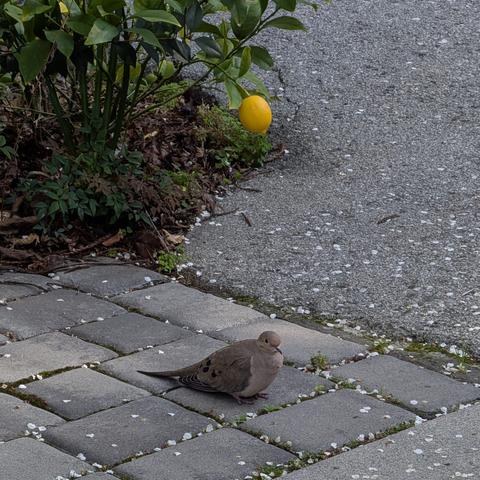 Brown dove (?) sitting in front of / under a lemon hanging from a bush