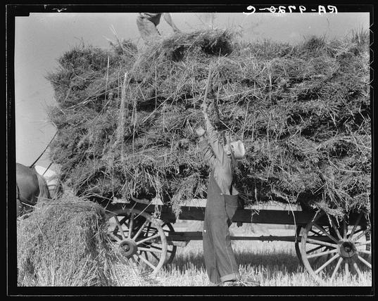 This black and white photograph depicts a rural scene focused on agricultural activity. A person is standing to the right side of the image, wearing overalls and reaching up towards a large pile of hay that's been loaded onto what appears to be a horse-drawn wagon or cart. The individual seems to be arranging or adjusting the stack of hay. In the foreground, there are additional bales of hay on the ground near the person’s feet, suggesting a recently harvested field nearby. A fence runs across the bottom left corner, and another figure can be partially seen in the background working with the haystack at the top right. The environment appears dry and dusty, indicating an open rural setting during what seems like late summer or early autumn harvest season.