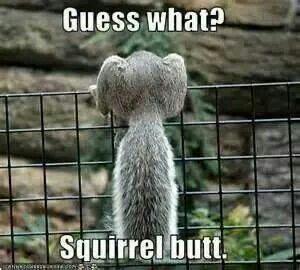 Picture a grey squirrel perched on a fence its butt & fluffy tail towards us .
The caption reads: “Guess What… Squirrel Butt”