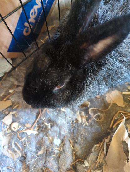 A cute silvery black bunny with adorable ears.