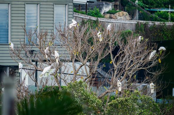 A large flock of sulphur-crested cockatoos stripping a tree of fruit