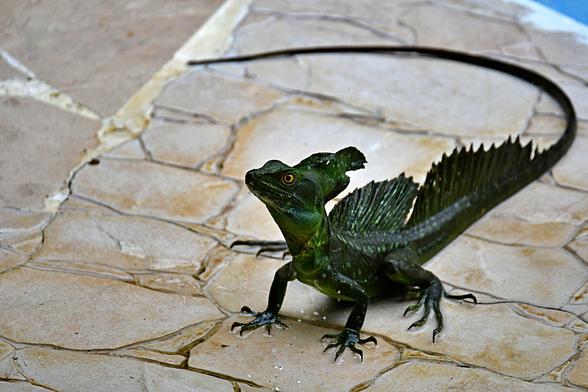 Iguana looking like a small dragon