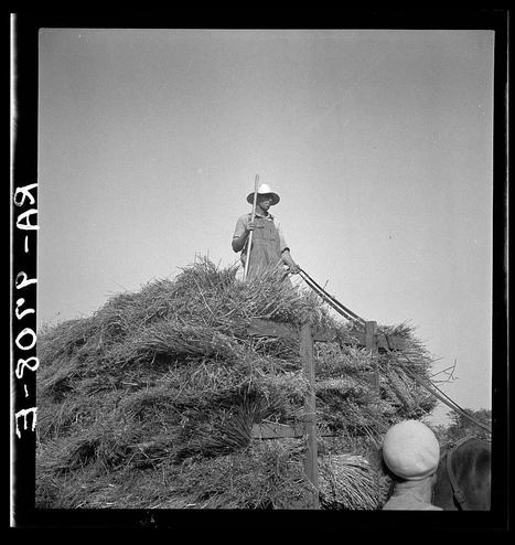 The photograph depicts a rural farming scene where individuals are engaged in the process of harvesting oats. A person is standing atop a substantial pile of harvested crops, holding onto what appears to be agricultural equipment used for gathering or transporting hay. Another individual wearing a light-colored hat and dark top stands close by, seemingly assisting with the task at hand. The image has been marked "A-3960" in white text along its left edge, indicating it may have an associated archival catalog number.

The monochromatic nature of the photo suggests it could be from early to mid-20th-century America, capturing a moment within rural agricultural life during that period. The image conveys a sense of hard labor and manual work involved in farming activities.