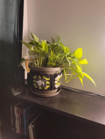 Photo of a pothos plant in a grey pot. It have a crochet granny square wrap around the middle of the pot.
