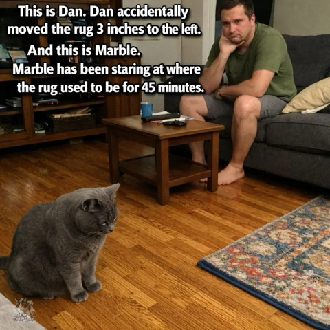 This is Dan (a guy). Dan accidentally moved the rug 3 inches to the left. And this is Marble (a grey cat). Marble has been staring at where the rug used to be for 45 minutes.