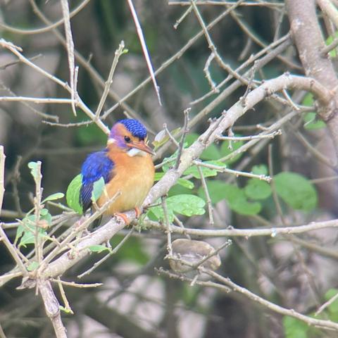 Small Kingfisher with orange breast and violettblue wings and hood perching in a small thicket