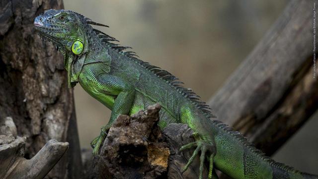 Ein Grüner Leguan sitzt in einem Baum (Foto: picture-alliance / Reportdienste, dpa Bildfunk, Jorge Torres)
