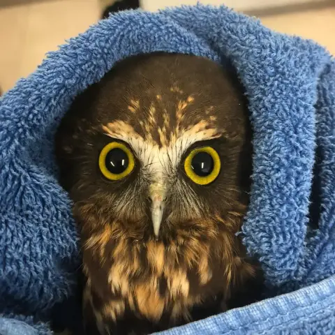 An intense stare from this young yellow-eyed Ruru in a blue towel tells us he has seen Some Stuff.