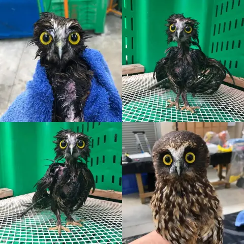 A grid of four shots of the Ruru after a bath, looking thoroughly bedraggled in a blue towel. His Sid Vicious plumage is blackened by the wetness, and parted on the chest to expose skin like uncooked turkey. Feathers are matted and shrink-wrapped to his bone structure, and yet he's still cute as a button. A Cronenbergian horror with Disney eyes. The final panel shows him post-blow-dry and resuming his original puffy shape, like a feathery butternut squash.