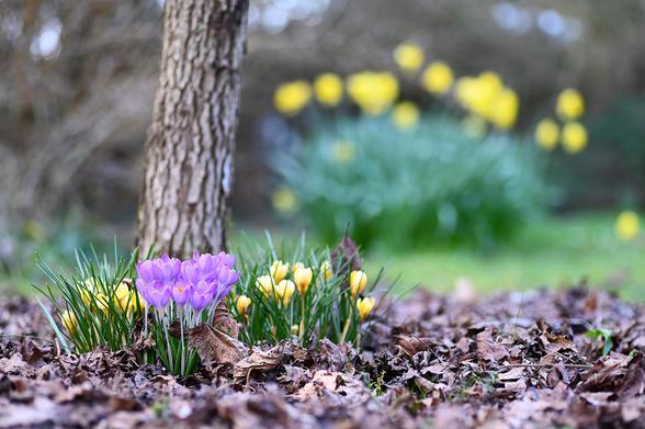 Bouquet de crocus mauves accompagnés de crocus jaunes blottis au pied d'un arbre, au second plan un groupe de narcisses jaunes. Cadrage réalisé au ras du sol.