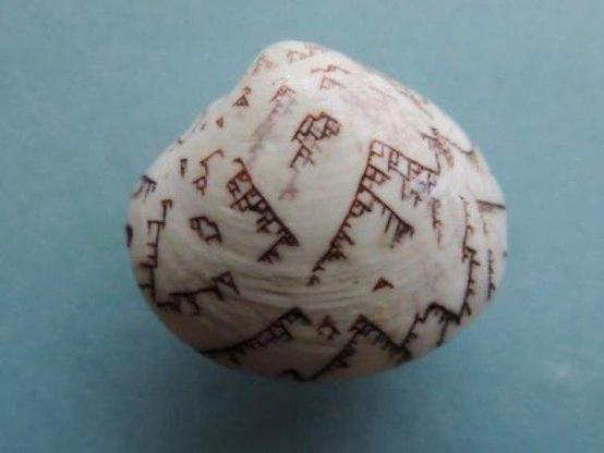 Lioconcha hieroglyphica is a species of saltwater clam