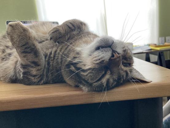 Tabby cat on his back on a pale wood table. His forehead is flat against the table with his right ear (on our left) squished under his head. One front paw rests on his chest while the other one is slightly extended straight up. There is diffuse light coming into the room through a large window covered by a white curtain, making him look even more handsome.