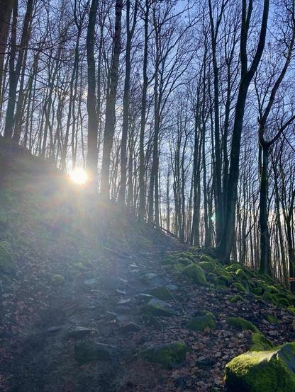 Blick auf einen unbefestigten Weg, einen Trail, im Wald bei strahlendem Sonnenschein. Der Weg ist von Steinbrocken durchzogen und steigt leicht an. Er liegt an einem Hügel, das Bild ist nahezu durch eine diagonale Linie von links oben nach rechts unten geteilt, den Rand des Hügels. Unterhalb dieser Linie ist neben dem Weg der Waldboden zu sehen, der von altem Laub und mit Flechten/Moos bedeckten Steinbrocken bedeckt ist. Oberhalb der Linie stehen kahle Bäume, durch die der blaue Himmel schimmert, nur wenige Wolken sind zu sehen. Die Sonne strahlt genau an der Kante des Hügels durch die Bäume.