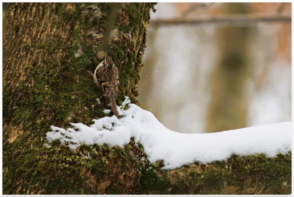 Ein Waldbaumläufer an einem bemoosten Baumstamm. Auf einem abzweigenden Ast liegt Schnee.