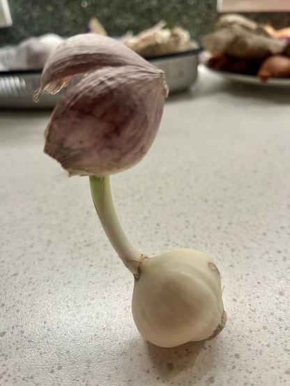 Eine gekeimte Knoblauchknolle und eine grüner Spross, auf dem die Haut der Knolle balanciert.