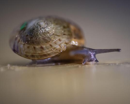 close-up photo of a small snail with a flattened brown shell