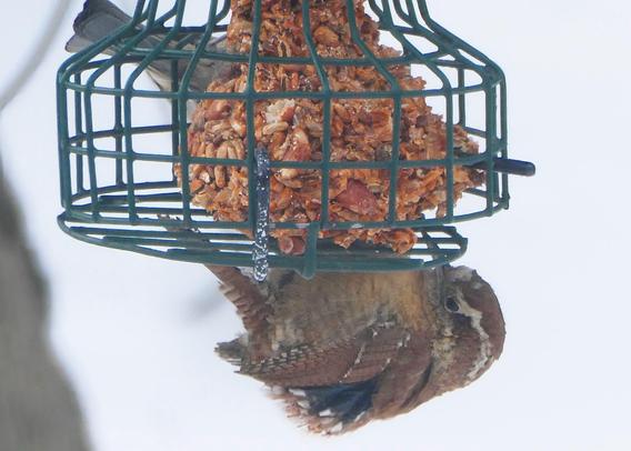 Carolina wren puffed up against the extreme cold and winds while trying to eat from our birdfeeder