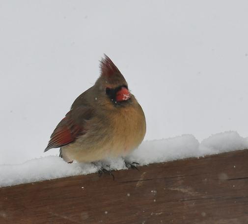 Female Cardinal perched on a snowy railing, all puffed up against the cold with a little snow stuck on her beak. Light snow was falling.