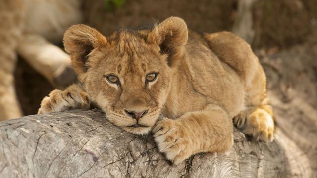 Climber cub - © Sharon Haeger / Shutterstock