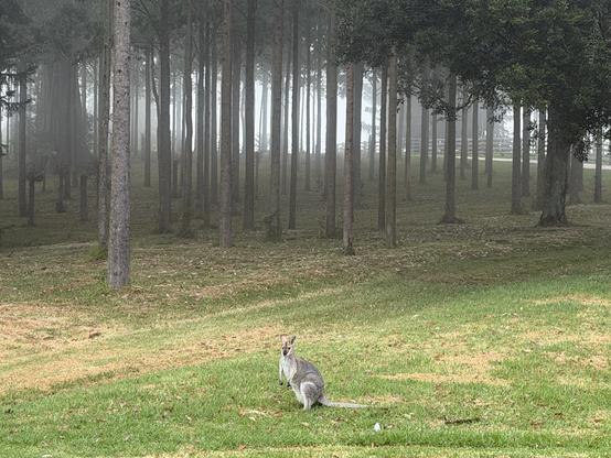 A female wallaby sits on green grass in front of a forest