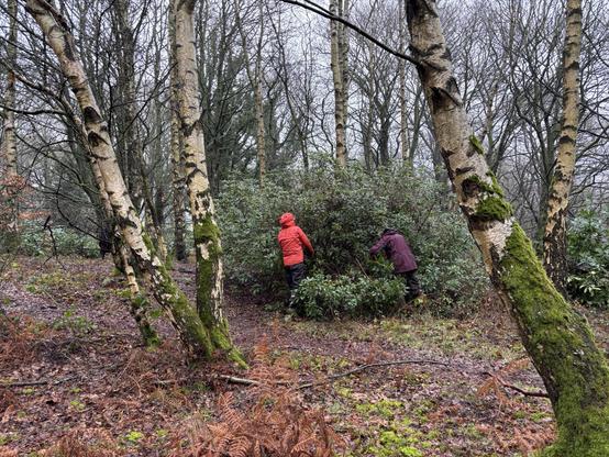 Two volunteers per one of fifty bushes of rhododendron