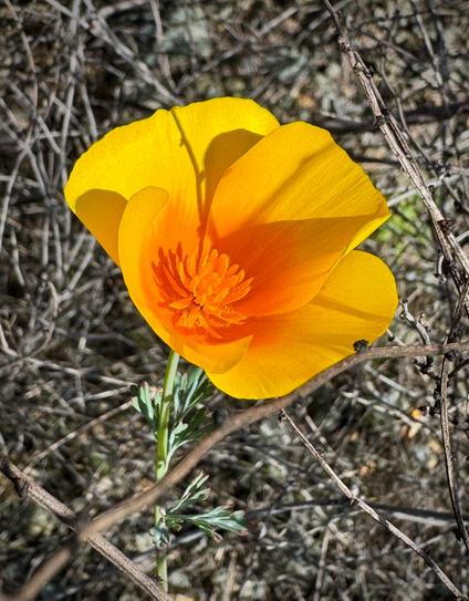 Closeup of a single California poppy that is bright orange-yellow with a bright orange center and orange stamen. The background is twigs and a glimpse of the poppy's stem and leaves. The sun is shining brightly. Spotted on a hike in San Luis Obispo, California. We have had an unusually warm winter, so all the wildflowers are blooming earlier than usual. This is the beginning of February, and they normally bloom in March/April.