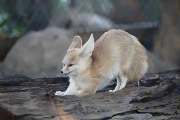A very fluffy looking fennec fox stretching like a cat.